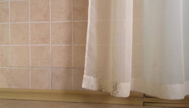 Best Mold Odor Removal Services  in Fairbank, IA