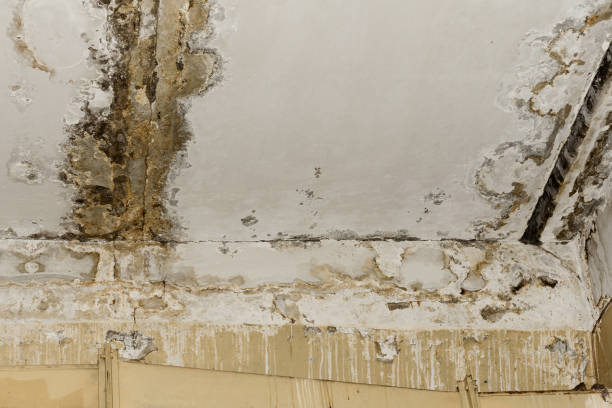 Best Commercial Mold Inspection  in Fairbank, IA