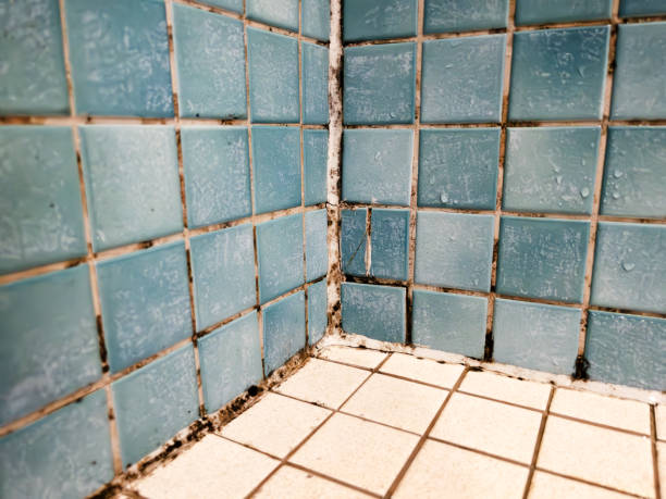 Best Water Damage & Mold Remediation  in Fairbank, IA