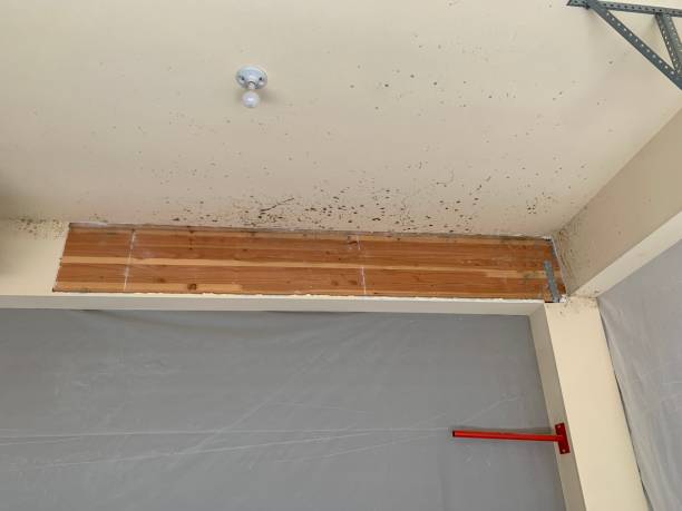 Best Asbestos and Lead Testing During Mold Inspection  in Fairbank, IA