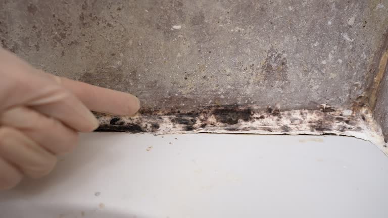 Best Emergency Mold Remediation  in Fairbank, IA
