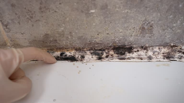 Best Real Estate Mold Inspection  in Fairbank, IA