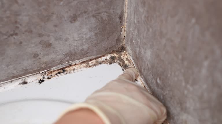 Forensic Mold Investigation in Fairbank, IA