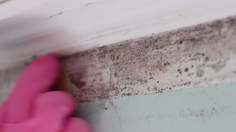 Best Post-Construction Mold Inspection  in Fairbank, IA